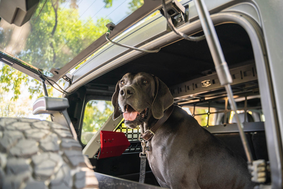 DV8 Offroad - 2021-2024 Ford Bronco | Dog Barrier - MPBR-10