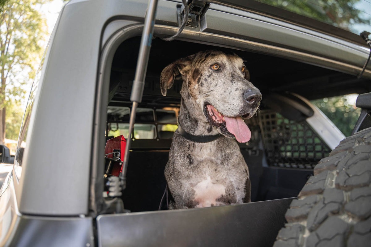 DV8 Offroad - 2021-2024 Ford Bronco | Dog Barrier - MPBR-10
